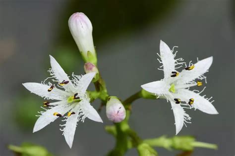 睡菜|睡菜（睡菜科睡菜属植物）